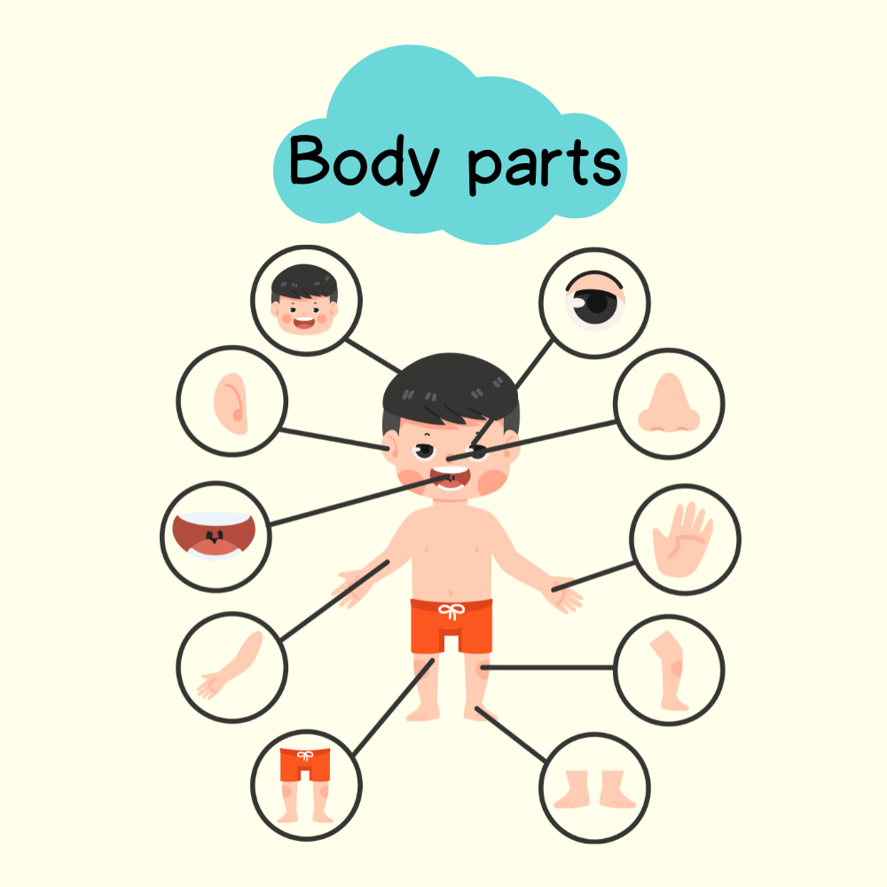 Body parts 1